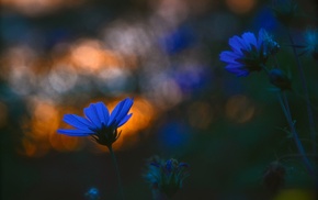 plants, macro, flowers