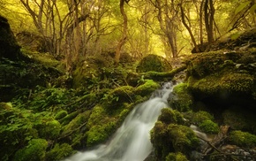 river, nature, plants, forest