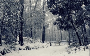 forest, winter