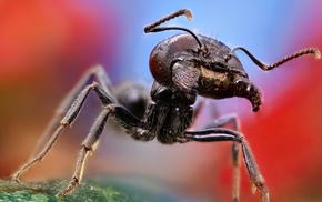 ants, macro