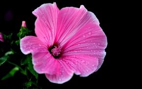 flowers, macro, plants