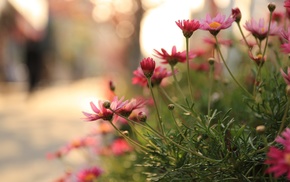 plants, flowers