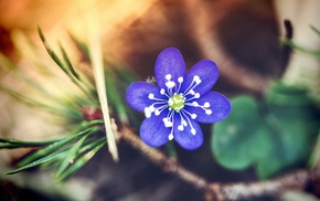 flowers, macro, plants