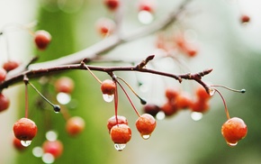 plants, fruit, macro, water drops