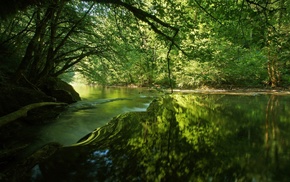 trees, river, plants, reflection, landscape