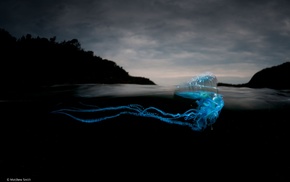 animals, sea