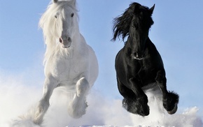 snow, horse, nature, black