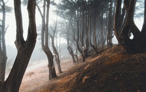 forest, nature