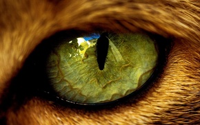 eyes, animals