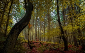 leaves, nature, trees