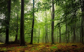 leaves, trees, nature, forest