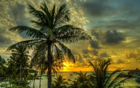 landscape, palm trees, Maldives