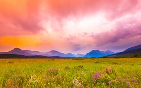 birds, field, landscape