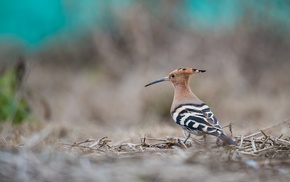 birds, animals