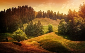 trees, forest, landscape