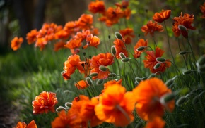 flowers, plants