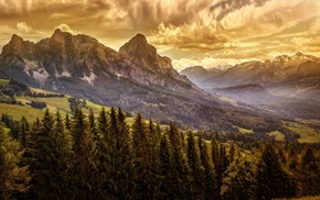 trees, landscape