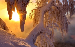 trees, Sun, snow