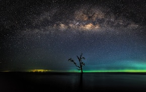 trees, sea, stars