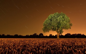 field, trees, landscape