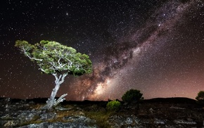 trees, stars, landscape