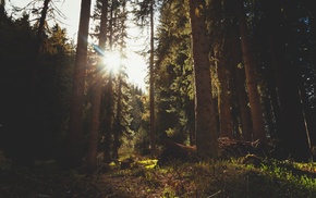 trees