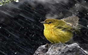 birds, water drops, rock, rain