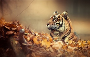 tiger, animals