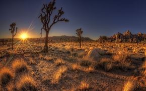 trees, desert