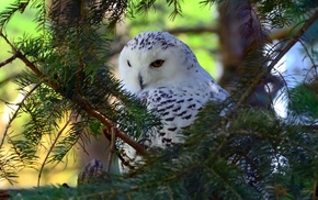 animals, photography