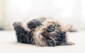 animals, photography