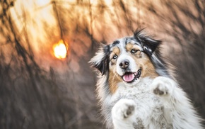 animals, photography