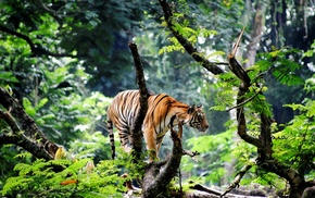 photography, animals