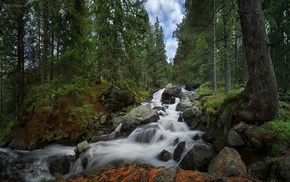 plants, river, forest