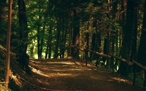 landscape, trees, path, forest