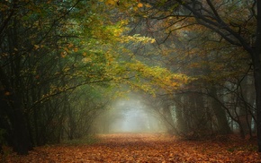 trees, nature, morning, path, fall, tunnel