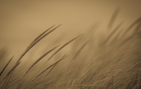 monochrome, field, plants