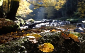 leaves, river, macro