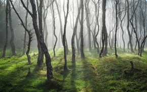 landscape, trees, forest