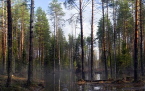 trees, nature, river, forest