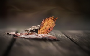 leaves, macro