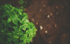 basil, plants, depth of field