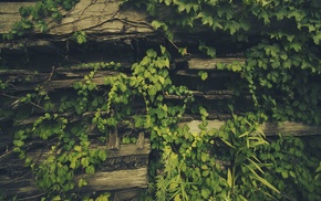 plants