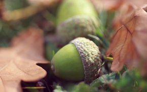 acorns, macro, leaves, fall, plants