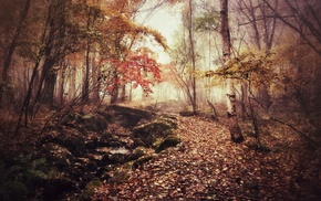 forest, plants