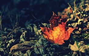 macro, plants, leaves