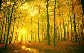 forest, landscape
