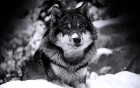 selective coloring, wolf