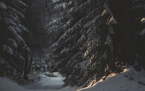 snow, trees, nature, forest