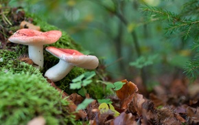 mushroom, forest, macro